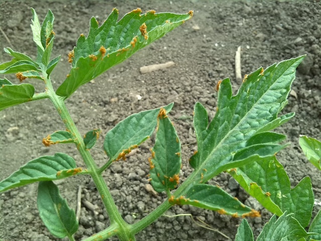 Majka fialová (Meloe violaceus) je brouk (Coleoptera)